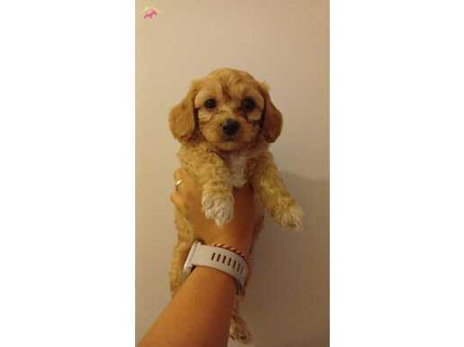 Toy poodle-maltipoo kırma yavru 3 aylık
