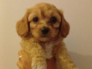 Toy poodle-maltipoo kırma yavru 3 aylık