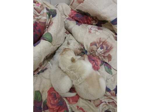 13 günlük chow chow 