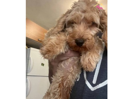 7 AYLIK MALTİPOO SICAK BİR YUVA ARIYOR