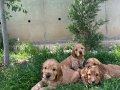 Orjinal tatlı ingiliz cocker’ler