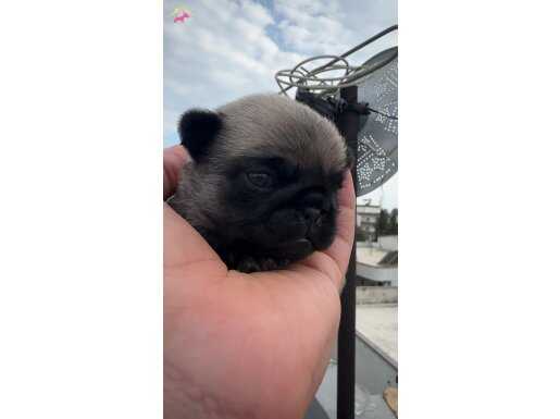 2 aylık yeni sütten kesilmiş pug