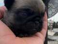 2 aylık yeni sütten kesilmiş pug