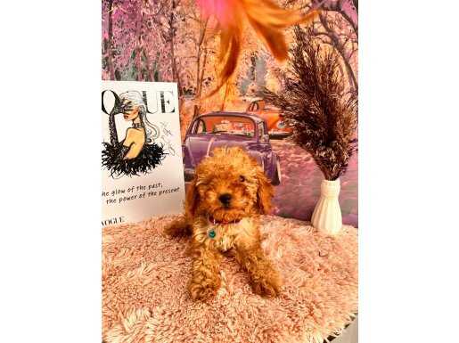 F1 maltipoo poodle ayarında