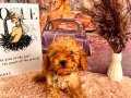 F1 maltipoo poodle ayarında