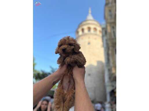 3 aylık Çipli Sessiz Sakin Toy Poodle 