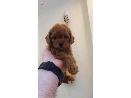 Toypoodle Orjinal Kalite yavrular Uygun sahiplendirilecektir