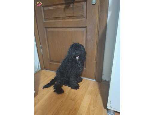 8 aylık oyuncu aşıları tam erkek toy poodle 