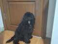 8 aylık oyuncu aşıları tam erkek toy poodle 
