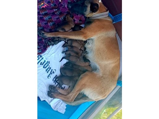 Saf orjinal malinois yavruları