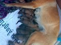 Saf orjinal malinois yavruları