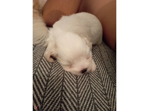 Morkie yavruları