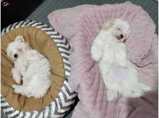 Bebekler morkie