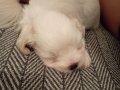 Morkie yavruları