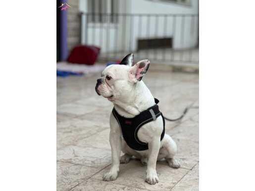Safkan eğitimli 9 aylık erkek French Bulldog Kaslı