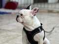Safkan eğitimli 9 aylık erkek French Bulldog Kaslı