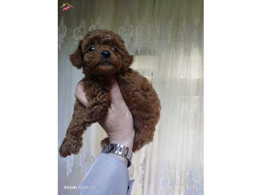 Ateş Saf kan Dark red Brawn 