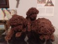 Yaşam Enerjinizi Yükseltecek Ev Ortamı Toy Poodle Yavruları