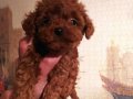 Yaşam Enerjinizi Yükseltecek Ev Ortamı Toy Poodle Yavruları