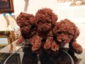 Yaşam Enerjinizi Yükseltecek Ev Ortamı Toy Poodle Yavruları
