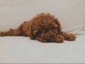 Yaşam Enerjinizi Yükseltecek Ev Ortamı Toy Poodle Yavruları