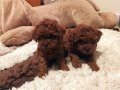 Yaşam Enerjinizi Yükseltecek Ev Ortamı Toy Poodle Yavruları