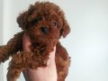Yaşam Enerjinizi Yükseltecek Ev Ortamı Toy Poodle Yavruları