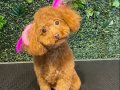 Yaşam Enerjinizi Yükseltecek Ev Ortamı Toy Poodle Yavruları