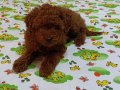 Yaşam Enerjinizi Yükseltecek Ev Ortamı Toy Poodle Yavruları