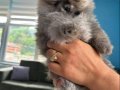 POMERİAN BOO BASIK BURUN 