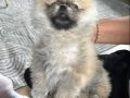 POMERİAN BOO BASIK BURUN 