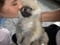 POMERİAN BOO BASIK BURUN 