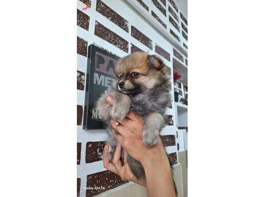 ORJİNAL POMERANİAN BOO
