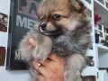 ORJİNAL POMERANİAN BOO
