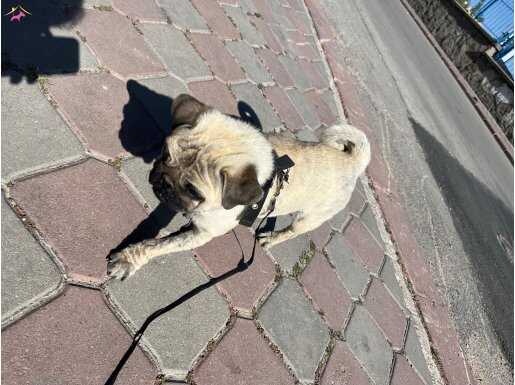 2 yaşında bakımsız kaldığı için yuva arıyoruz. Ankara