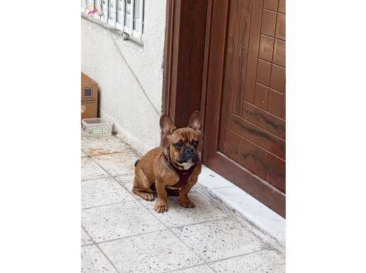 French bulldog  çok tatlı ve arkadaş canlısı 5 aylık Yavru 