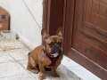French bulldog  çok tatlı ve arkadaş canlısı 5 aylık Yavru 