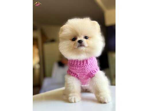 Safkan Pomeranian Boo 