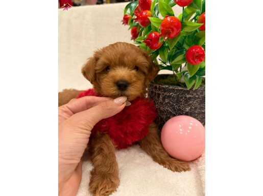 ALERJİ DOSTU SEVİMLİ MALTİPOO YAVRUSU