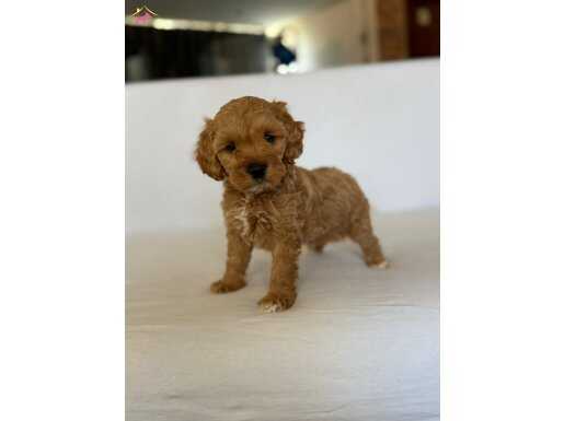 YAKIŞIKLI MALTİPOO BEBEĞİMİZ