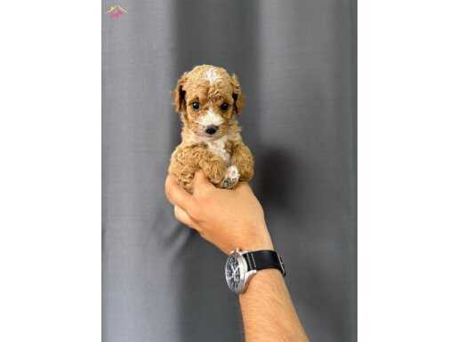 SAFKAN TOY POODLE YAVRUSU