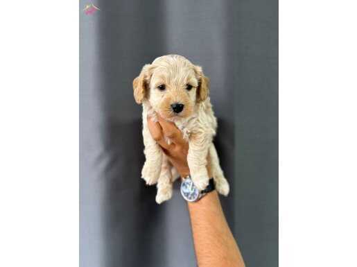 AİLE DOSTU MALTİPOO BEBEĞİMİZ