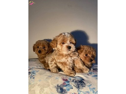 Maltipoo baby yavrularimiz