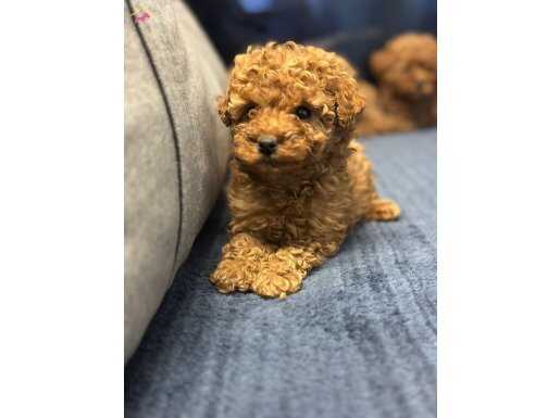 Toy poodle yavrularimiz uygun