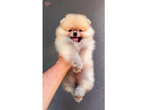 SAFKAN POMERAİAN BOO 