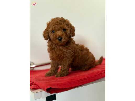 SAFKAN DİŞİ POODLE 