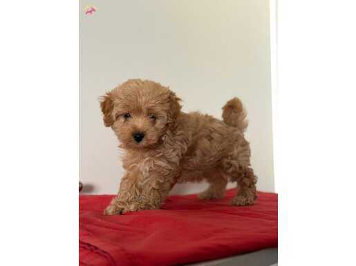 AÇIK KAHVE MALTİPOO 