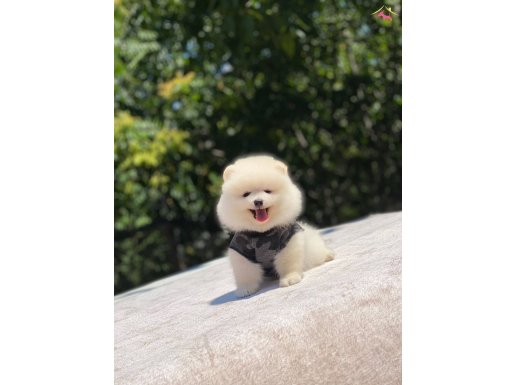 PELUŞ OYUNCAK POMERANIAN YAVRULAR