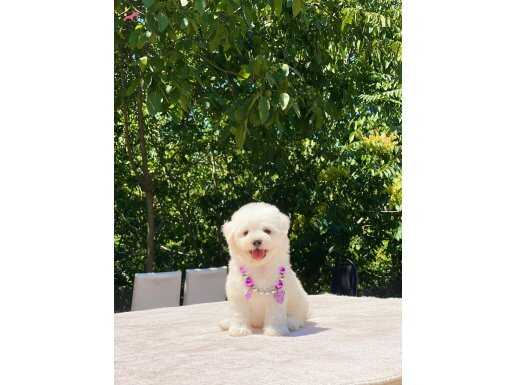 KAR BEYAZI SAFKAN MALTESE YAVRULAR