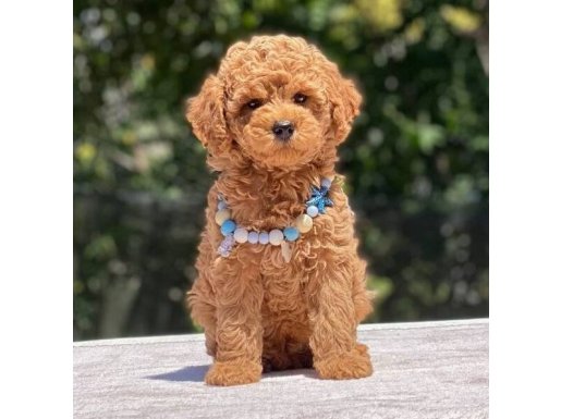 SAFKAN RED BROWN  POODLE YAVRULAR